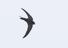 Common Swift