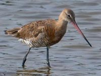 Black-tailed Godwit – Hasitha Perera