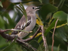 Daurian Starling