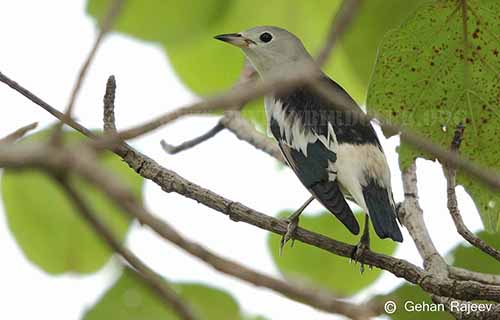 Daurian Starling