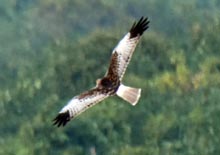 Eastern Marsh Harrier