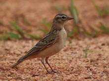 Eastern Short-toed Lark