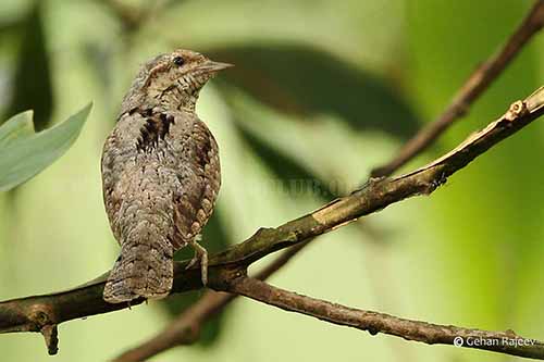 Eurasian Wryneck