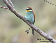 European Bee-eater 