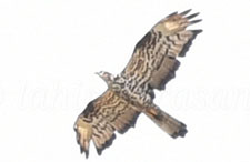 European Honey Buzzard