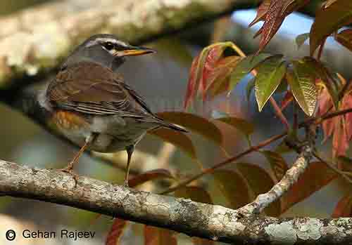 Eyebrowed Thrush