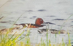 Ferruginous Duck