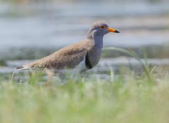 Grey-headed Lapwing 