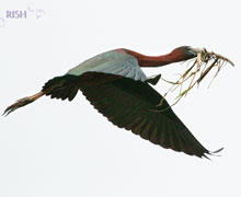 Glossy Ibis