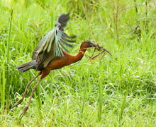 Glossy Ibis