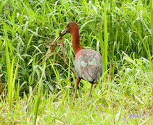 Glossy Ibis