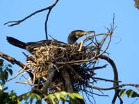 Great Cormorants