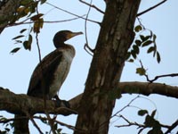 Great Cormorants