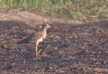 Grey-headed Lapwing 