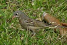 Grey-necked Bunting 