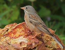 Grey-necked Bunting