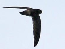 Himalayan Swiftlet 