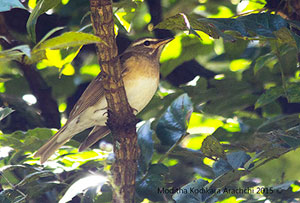 Eye-browed Thrush