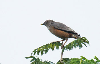 Grey-headed Starling