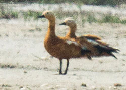 Ruddy Shelduck