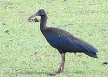 Indian Black Ibis 