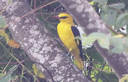 Indian Golden Oriole 