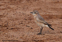 Isabelline Wheatear