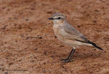 Isabelline Wheatear