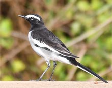 Large Pied Wagtail