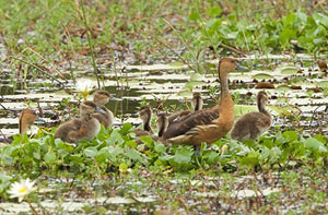 Large Whistling Teal - Photo by Palitha Antony