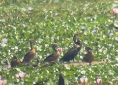 Large Whistling Teal 