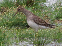 Long-toed Stint