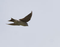 Northern House Martin 