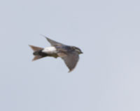 Northern House Martin 