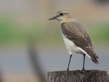 Northern Wheatear