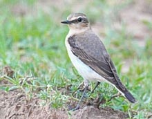 Northern Wheatear