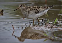 Pectoral Sandpiper 