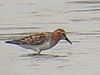 Red-necked Stint