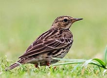 Red-throated Pipit 