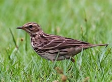 Red-throated Pipit 