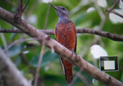 Rufous-tailed Rock Thrush 