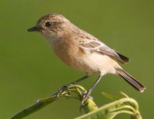 Siberian Stonechat 