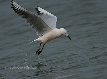 Slender-billed Gull