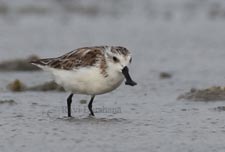 Spoon-billed Sandpiper