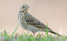 Tree Pipit