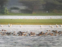 Vankalai sanctuary - Kithsiri Gunawardena