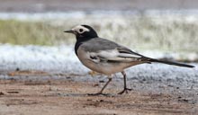 White Wagtail