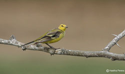 Yellow Wagtail 