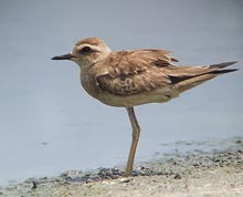 Caspian Plover