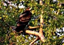 Greater Spotted Eagle 